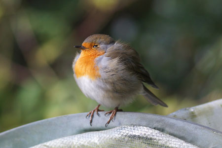 Robin