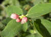 Sneeuwbes (Klapbes) (Symphoricarpos albus )