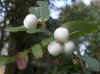 Common Snowberry (Symphoricarpos albus)