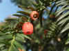 English yew (taxus baccata)