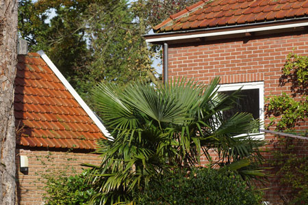 Chinese windmill palm, windmill palm, Chusan palm, (Trachycarpus fortunei).