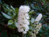 Bugbane or cohosh (Cimicifuga simplex)