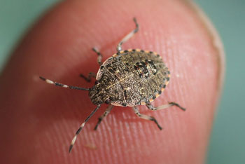 Rhaphigaster nebulosa, Nymph. Family Stink bugs (Pentatomidae).