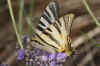 Scarce Swallowtail,  Sail Swallowtail, Pear-tree Swallowtail (Iphiclides podalirius)