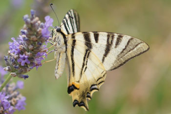 Scarce Swallowtail,  Sail Swallowtail, Pear-tree Swallowtail (Iphiclides podalirius)
