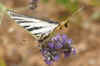 Scarce Swallowtail,  Sail Swallowtail, Pear-tree Swallowtail (Iphiclides podalirius)