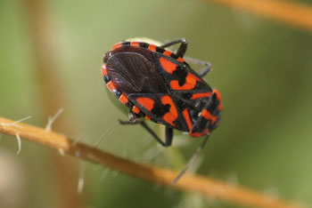 Spilostethus saxatilis 