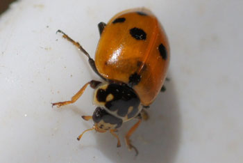 Variegated Lady beetle (Hippodamia variegata). Subfamilie typical ladybirds (Coccinellinae). Family ladybirds / ladybugs (Coccinellidae). 
