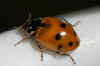Variegated Lady beetle (Hippodamia variegata). Subfamilie typical ladybirds (Coccinellinae). Family ladybirds / ladybugs (Coccinellidae). 