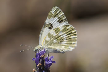 Eastern bathwhite (Pontia edusa) or bathwhite(Pontia daplidice)
