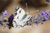 Eastern bathwhite (Pontia edusa) or bathwhite(Pontia daplidice)