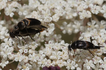 Mordella Maybe Mordella aculeataSubfamily Mordellinae Family tumbling flower beetles (Mordellidae)