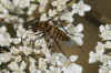 Cyllenia rustica Ook een familielid van de wolzwevers (Bombyliidae)