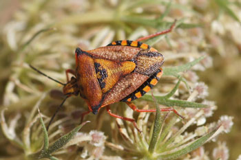 Carpocoris fuscispinus. Family Stink bugs (Pentatomidae).