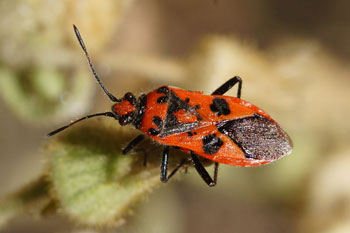 Kaneelwants (Corizus hyoscyami)