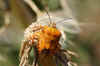 Carpocoris pudicus. Family Stink bugs (Pentatomidae).