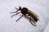 Dasypogon diadema female.
