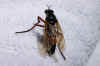 Dasypogon diadema female.