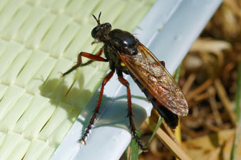 Dasypogon diadema vrouwtje. 