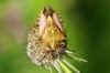 Carpocoris fuscispinus. Family Stink bugs (Pentatomidae).