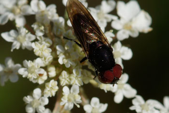 Donker doflijfje (Chrysogaster solstitialis)