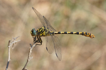 Kleine Tanglibel (Onychogomphus forcipatus)