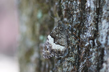 Great Banded Grayling (Brintesia circe)