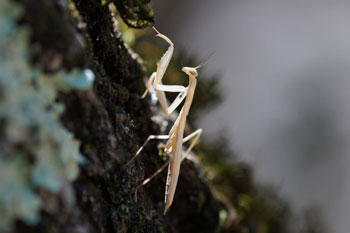 Mantis religiosa  Bidsprinkhaan. Familie Mantidea