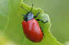 Poplar leaf beetle (Chrysomela populi) old name Melosoma populi 