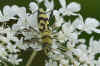 Chlorophorus varius