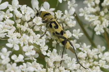 Wespenbok (Chlorophorus varius)