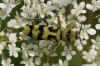 Chlorophorus varius