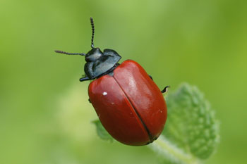 Poplar leaf beetle (Chrysomela populi) old name Melosoma populi 