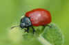 Poplar leaf beetle (Chrysomela populi) old name Melosoma populi 