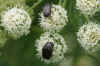 White-spotted rose beetle (Oxythyrea funesta)