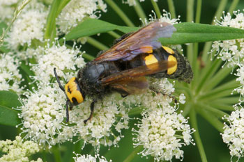 Megascolia maculata flavifrons Familie: Scoliidae