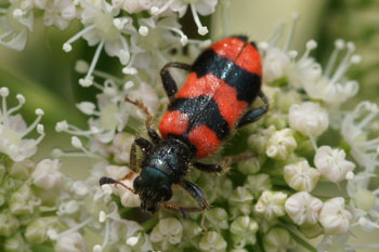 Bee beetle,Trichodes apiarius, male. Family checkered beetles Cleridae