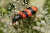 Bee beetle,Trichodes apiarius, male. Family checkered beetles Cleridae