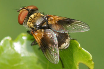 Ectophasia crassipennis vrouw