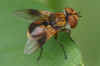 Ectophasia crassipennis vrouw