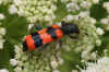 Bee beetle,Trichodes apiarius, male. Family checkered beetles Cleridae