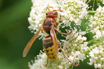 Hornet (Vespa) Genus Vespa Subfamily Vespinae Family Vespidae