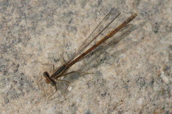 Oranje Breedscheenjuffer (Platycnemis acutipennis)