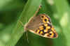 Speckled Wood (Pararge aegeria) subspecies Pararge aegeria aegeria