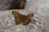 Speckled Wood (Pararge aegeria) subspecies Pararge aegeria aegeria