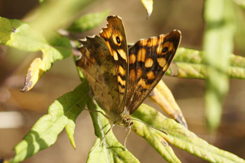 Speckled Wood (Pararge aegeria) subspecies Pararge aegeria aegeria