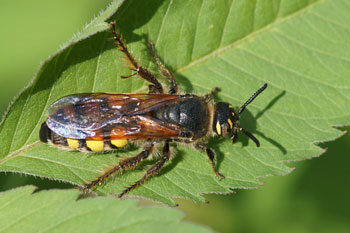 Colpa sexmaculata 