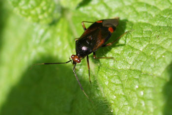 Deraeocoris ruber 