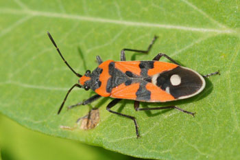 Lygaeus equestris, Lygaeus simulans