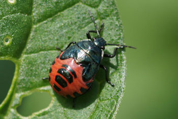 Zicrona caerulea  